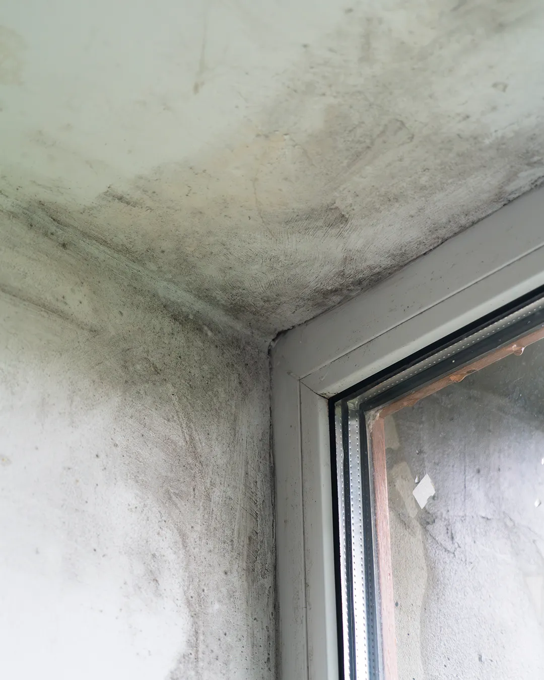 Rising Damp Damage Cape Damp Specialist